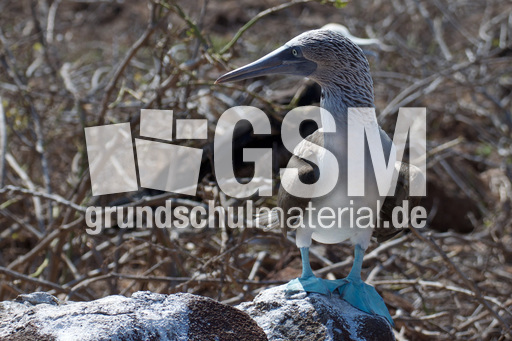 Blaufußtölpel (3).jpg